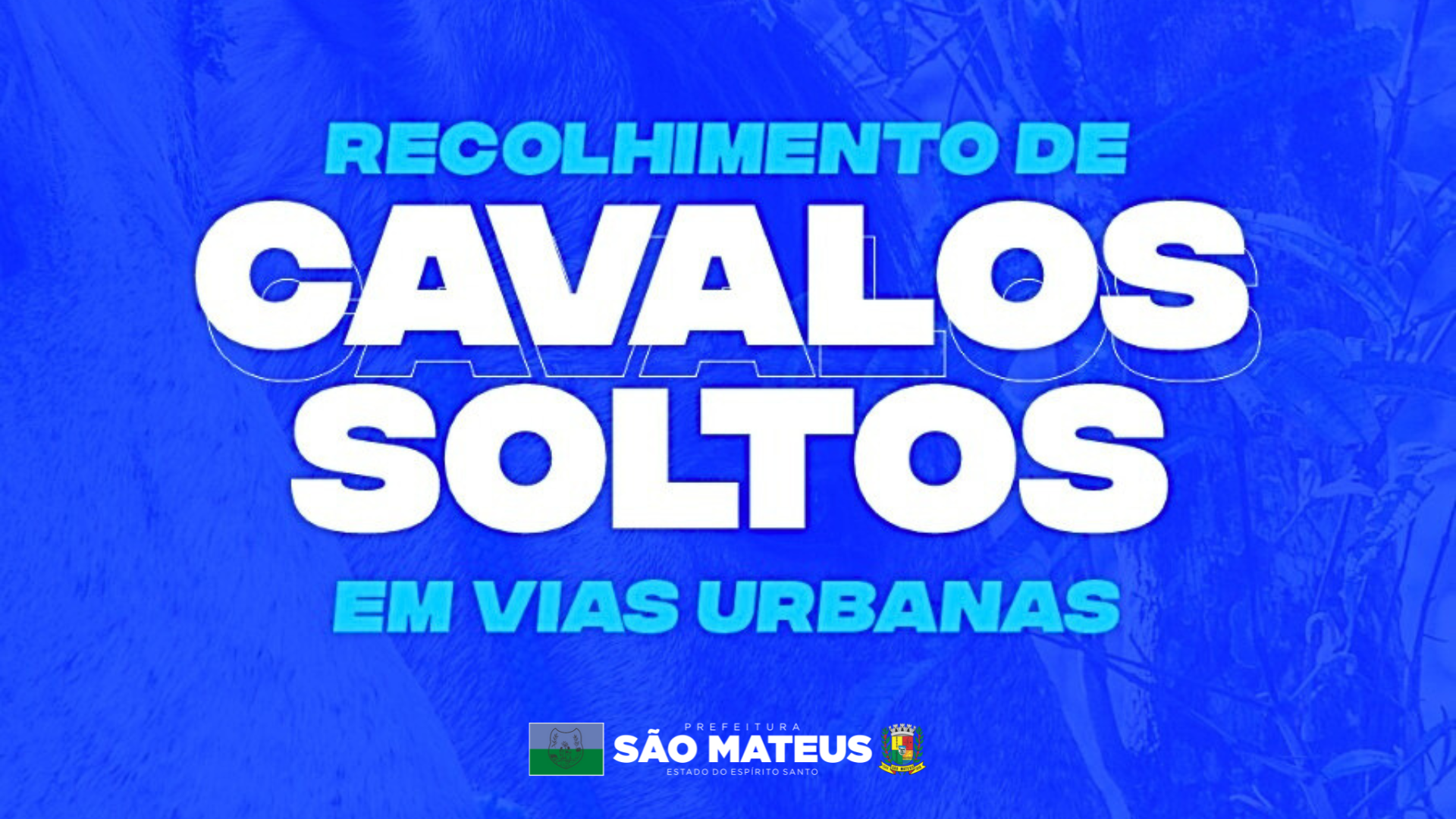 RECOLHIMENTO DE CAVALOS SOLTOS EM VIAS URBANAS